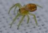 Araniella sp.